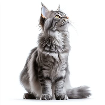 A Maine Coon cat showcases its striking silver-gray fur while standing upright, its tail raised and body positioned elegantly. The cat appears attentive, looking to the side against a clean white backdrop.