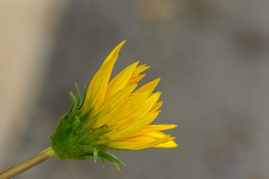A vibrant yellow flower begins to open, showcasing its intricate petals under gentle sunlight in a serene environment.