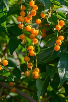 Orange fruits hang gracefully from thick green leaves, illuminated by warm sunlight in a peaceful garden setting.