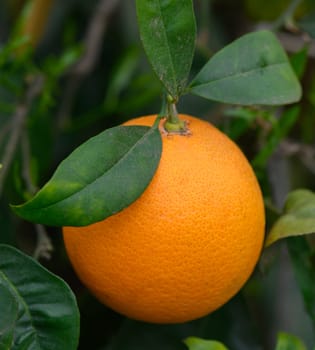 A ripe orange rests on a tree branch, surrounded by glossy green leaves, illuminated by the warm sunlight at midday, showcasing nature's bounty in a serene garden setting.