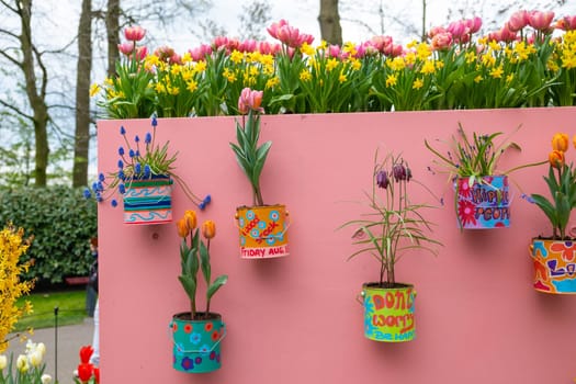 Lisse, Netherlands - April 17, 2019: Flowers tulips, daffodils, muscari, hyacinths in flower pots on the wall. Decoration in a Keukenhof park