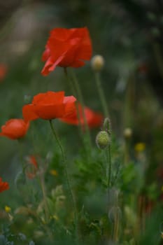 In a lush meadow, bright red poppies dance softly in the gentle breeze under a clear blue sky. The vibrant flowers stand out amongst greenery, inviting nature's serenity.