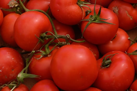 A vibrant collection of ripe red tomatoes fills a rustic crate, their glossy skin shimmering under warm sunlight, highlighting the harvest's freshness and quality on a cheerful day.