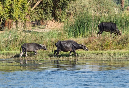 Three water buffalo or cows crossing a shallow part of the Nile, with green grasses lining the banks