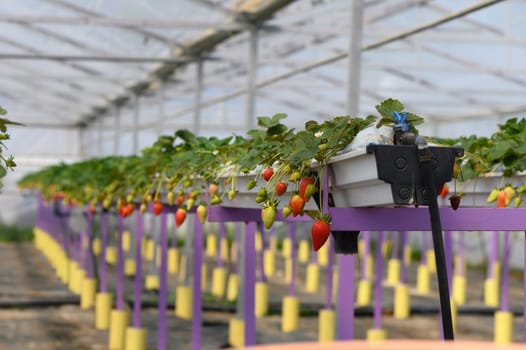Rows of flourishing strawberry plants hang in a bright, airy greenhouse, showcasing ripe and unripe fruit in a nurturing agricultural environment that promotes healthy growth.