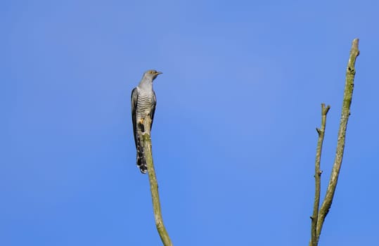 Cuculus canorus cuckoo under blue sky in summer