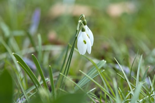 Gentle snowdrops bloom among the green grass in spring. Delicate, white flowers symbolize a new beginning and the awakening of nature. Macro photography of flowers.
