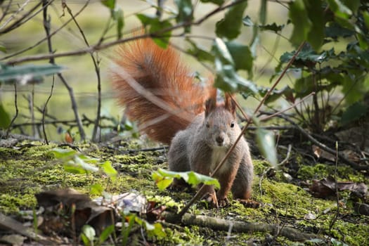 Red squirrel with bushy tail sitting in the bushes. Spring like nature mood with bright colors.