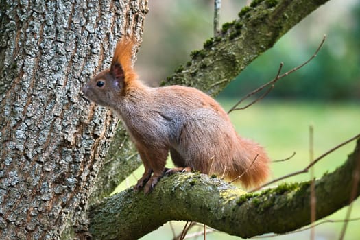 Red squirrel with bushy tail on a branch of a tree. Spring like nature mood with bright colors.