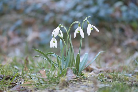 Gentle snowdrops bloom among the green grass in spring. Delicate, white flowers symbolize a new beginning and the awakening of nature. Macro photography of flowers.