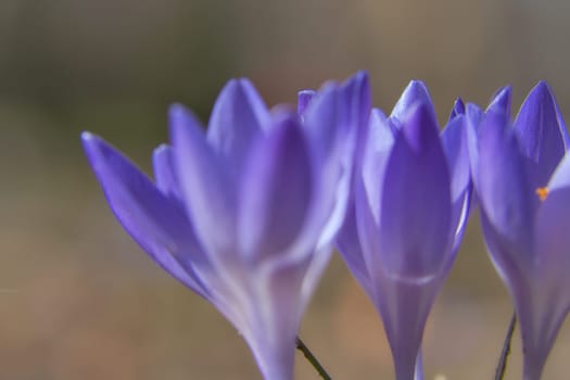 Three purple crocus blossoms, depicted individually and dreamily. Focus on the delicate petals. Romantic flower picture
