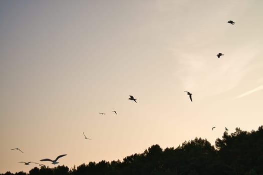 Seagulls glide gracefully through the clear sky, over a forest on the coast. Wildlife photos of birds. Minimalist nature photography with freedom and lightness.