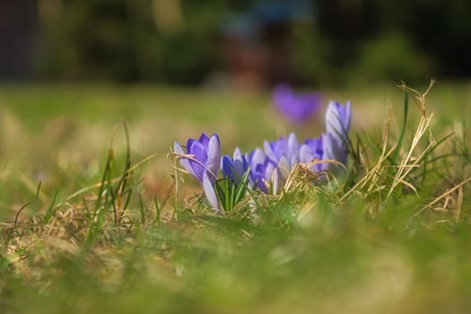 A purple crocus blooming in a meadow in spring. Plant shot with focus on the delicate petals. Natural beauty and a new beginning in nature.