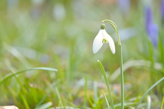 Delicate snowdrops in bloom amidst green grass. The delicate, white flowers symbolize a new beginning and the awakening of nature. Macro photography of flowers.