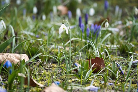 Gentle snowdrops bloom among the green grass in spring. Delicate, white flowers symbolize a new beginning and the awakening of nature. Macro photography of flowers.