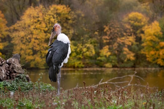 Marabou Stork Stands Against Autumn Trees Backdrop