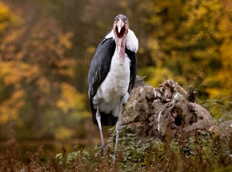 Marabou Stork Stands Against Autumn Trees Backdrop