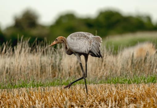 Grey Crane Chick In Field Stands Tall, Observing Surroundings With Curiosity
