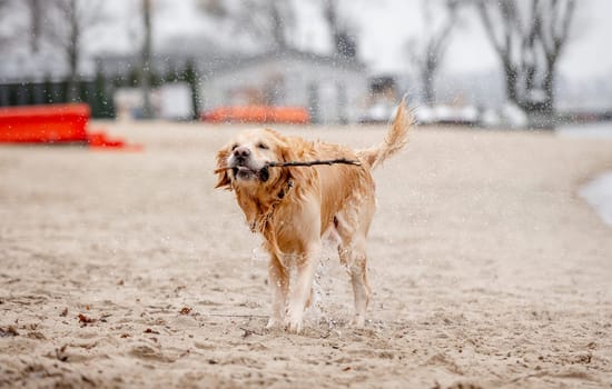 Golden Retriever Dog Plays In Lake With Stick In Mouth