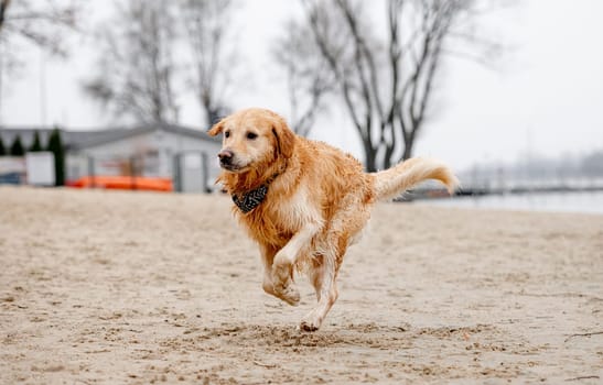Cheerful Golden Retriever Runs Through Water Along River Bank, Splashing In Autumn