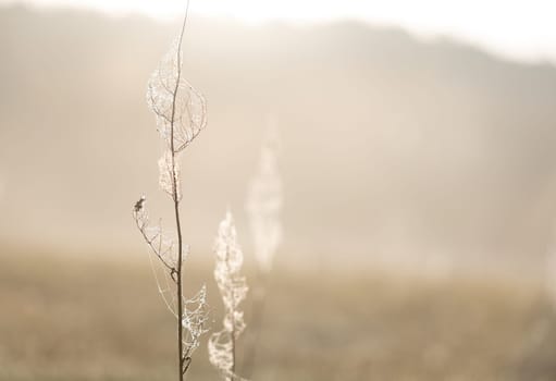 Dew-Laden Spiderwebs Adorn Withered Grass In Foggy Macro Photography