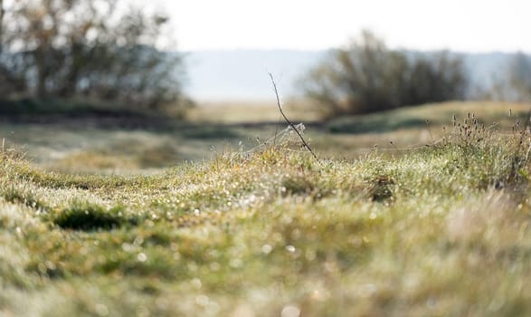 Dew-Laden Spiderwebs Adorn Withered Grass In Foggy Macro Photography