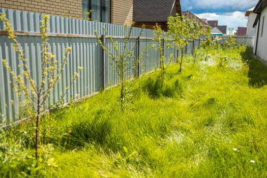 Young trees growing along metal fence in sunny backyard. Suburban landscaping and early-stage residential garden development