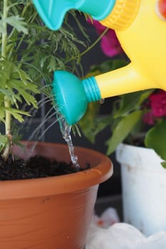 A yellow watering can waters green plants in colorful pots outdoors.