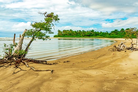 Deserted beach with dry and twisted trees in Serra Grande on the southern coast of the state of Bahia
