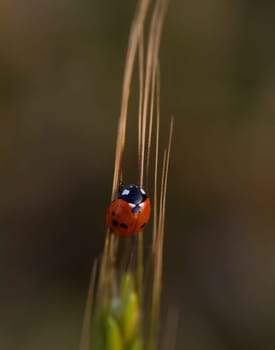 A vibrant ladybug rests on delicate grass blades during twilight, showcasing its striking red and black colors. This tranquil moment highlights the beauty of nature in a quiet garden setting.