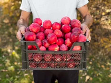 Caucasian male adult holding harvested red apples in a basket outdoors.
