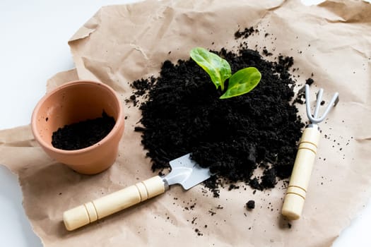 Young plant growing in soil with gardening tools on brown paper background.