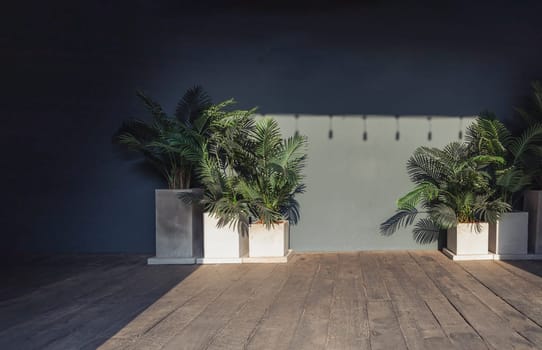 Bangkok, Thailand. Feb - 06, 2022 - Interior view of Golden cane palm in white pots against indigo wall and old wooden floor with sunlight. use it as your wallpaper, poster and space for text, Selective focus.