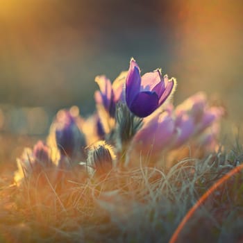 Spring flower. Nature with meadow and sunset. Seasonal concept for springtime. Beautifully blossoming pasque flower and sun with a natural colored background. (Pulsatilla grandis)