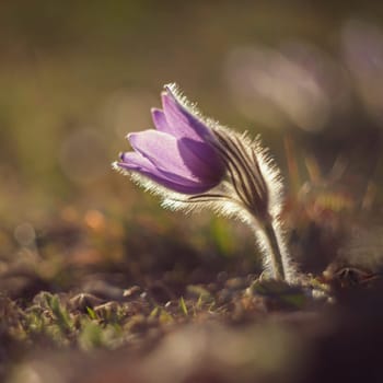Spring background with flowers in meadow. Pasque Flower (Pulsatilla grandis)