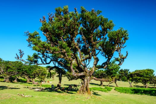 Centuries-old til trees in fantastic magical idyllic Fanal Laurisilva forest on sunset. Madeira island, Portugal