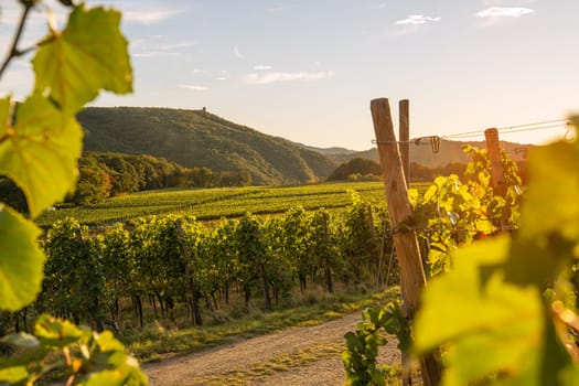 Panoramic image of vinyard during autumn; Dernau; Ahr; Rhineland-Palatinate; Germany