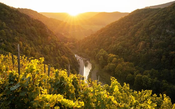 Panoramic image of vinyard during autumn; Altenahr; Ahr; Rhineland-Palatinate; Germany