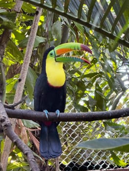 A keel-billed toucan with a vivid yellow chest and rainbow-colored beak rests on a branch in a tropical aviary, surrounded by lush foliage and dappled jungle light.