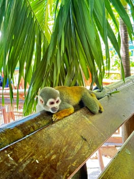 A curious squirrel monkey rests comfortably on a wooden railing beneath drooping palm fronds, surrounded by warm light and natural jungle greenery in a tropical enclosure.