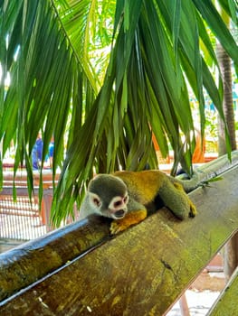 A small squirrel monkey lies relaxed on a wooden beam under hanging palm leaves in a lush, tropical enclosure, surrounded by dappled sunlight and jungle vegetation.