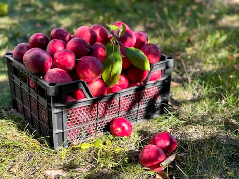 Freshly harvested red apples in black crate on grass in sunlit orchard.