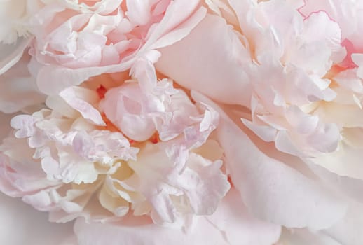 White pink peony petals. Soft focus. Abstract floral background for holiday design. High quality photo