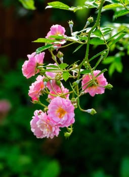 Blossoms of a pink rose flower bush
