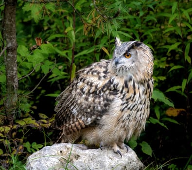 Closeup of an Eurasian eagle-owl sitting on a rock