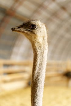 A group of ostriches is captured in a barn, their long necks extending upwards