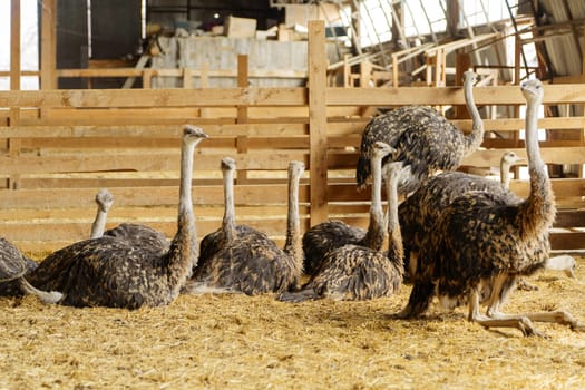 An ostrich strides confidently inside a barn, with light streaming in from the entrance