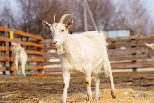 A small white goat is exploring its barnyard environment on a sunny spring day