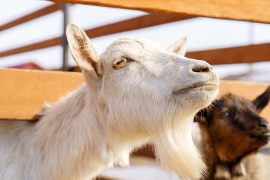Small white goat explores barnyard on a sunny spring day near a farm