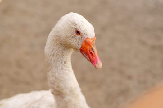 A white goose stands prominently, showcasing its unique blue eyes against a soft, blurred background